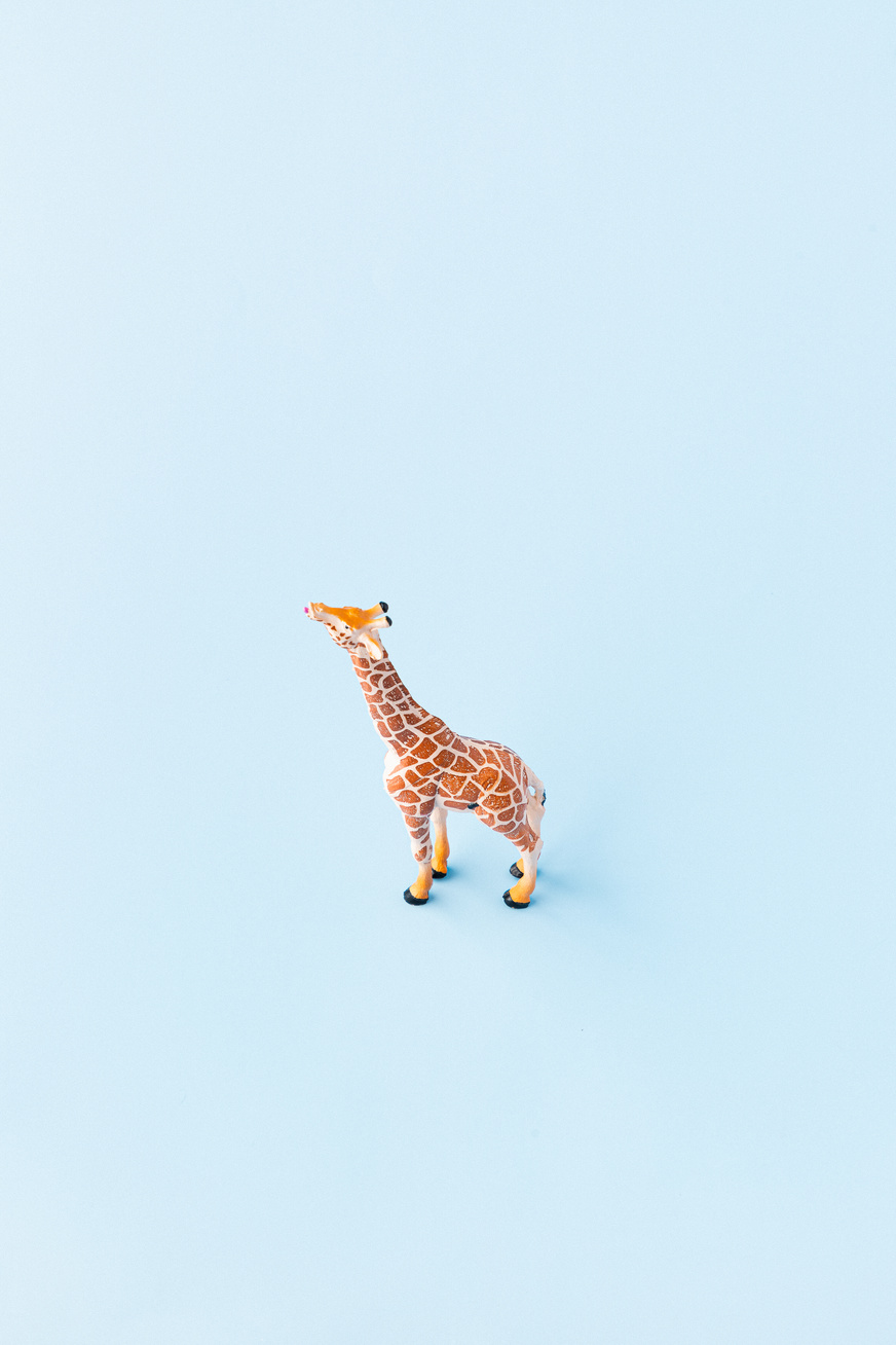 Giraffe on Blue Background